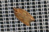Acleris rhombana