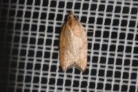 Acleris rhombana