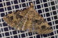 Alucita hexadactyla