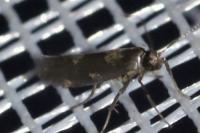 Euspilapteryx auroguttella
