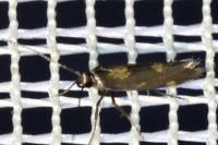 Euspilapteryx auroguttella