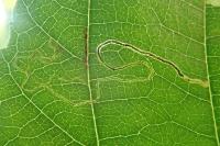 Stigmella alnetella