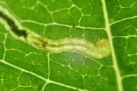 Stigmella alnetella
