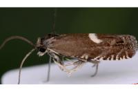 Grapholita lunulana