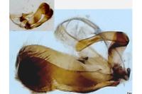Grapholita lunulana