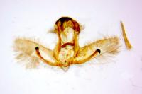 Cnephasia cupressivorana