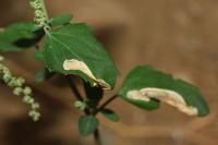 Chrysoesthia sexguttella