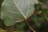Phyllocnistis extrematrix