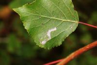 Stigmella trimaculella