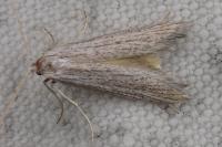 Pterolonche
