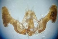 Eucosma gr. hohenwartiana