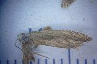 Eucosma gr. hohenwartiana