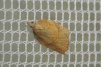 Acleris rhombana