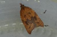 Acleris rhombana