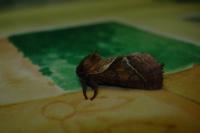 Triodia sylvina