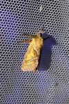 Triodia sylvina