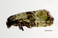 Cochylichroa atricapitana