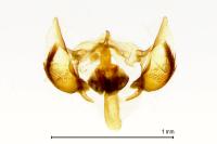 Cochylichroa atricapitana