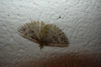 Alucita hexadactyla