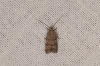 Symmoca orphnella