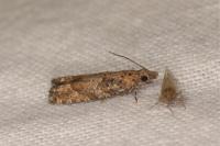 Acroclita subsequana