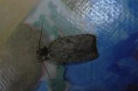 Agonopterix scopariella