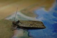 Agonopterix scopariella