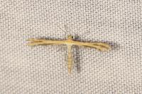 Oxyptilus laetus