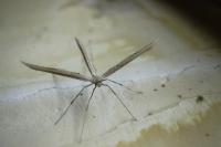 Emmelina monodactyla