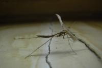 Emmelina monodactyla
