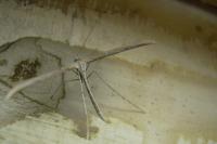 Emmelina monodactyla