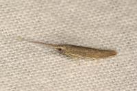 Coleophora