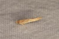 Pyroderces argyrogrammos