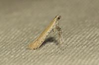 Aspilapteryx tringipennella