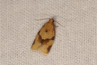 Clepsis consimilana