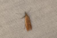 Dichomeris acuminata