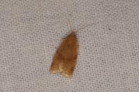 Clepsis