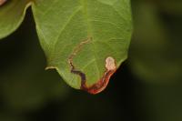 Stigmella speciosa
