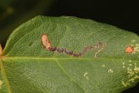 Stigmella speciosa