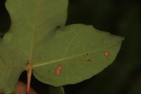 Stigmella speciosa