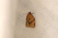 Clepsis consimilana