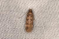 Bryotropha