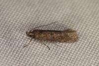 Scrobipalpa