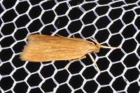 Helcystogramma rufescens