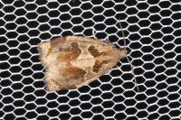 Archips crataegana