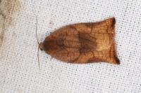 Archips podana