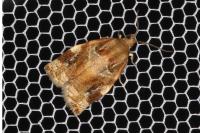 Archips xylosteana