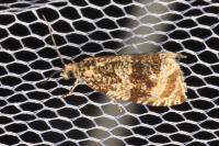 Celypha lacunana