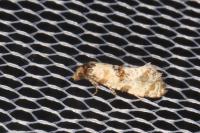 Neocochylis molliculana