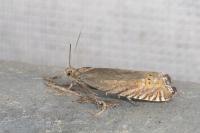 Grapholita gemmiferana